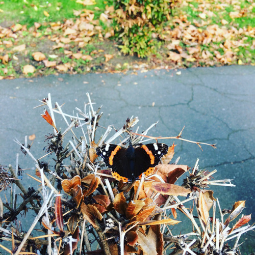Some Filter Some No Filter Needed #redadmiral