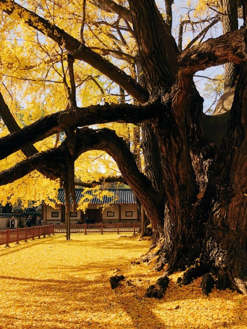 The ginkgo trees in the courtyard of the old Sungkyunkwan are 400-500 years old.