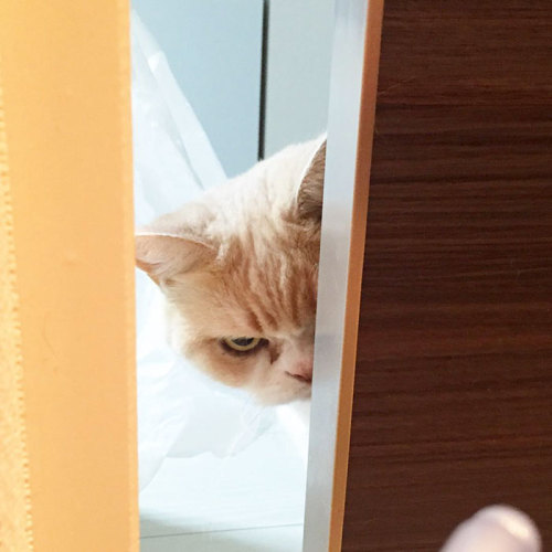 catsbeaversandducks:Meet Japanese Grumpy Cat, Who Is Even Grumpier Than The Original OneMeet Koyuki,