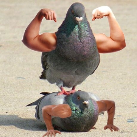 iguanamouth:  look at these bird brosthank you