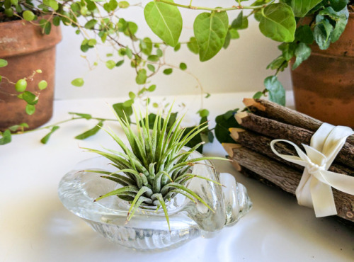 figdays: Airplant+Airplant holder // Etsy