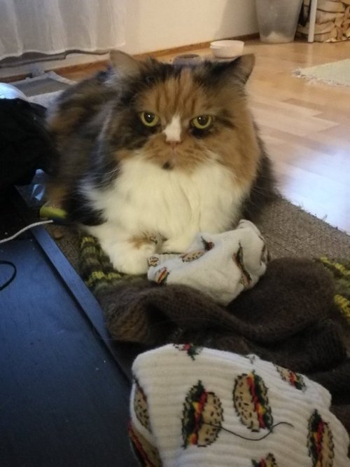 fialnar: i disturbed the sock guardian and now i must pay the price