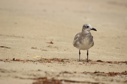 Rehoboth Beach, Delaware 