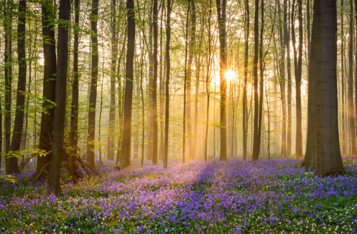te5seract: Sunrise in the blue forest by Purple carpet Renan Gicquel