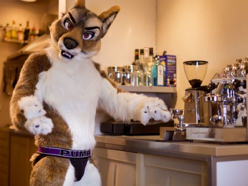 fursuitpursuits: RT @Tom_Lord: Hey! What are you doing in my kitchen?!Can’t a jackal get a coffee in