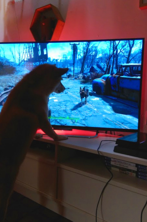 hiddenboss:  I thought it was just D Dog but Dash is just as obsessed with Dogmeat 
