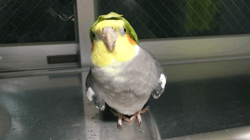 parrot-post:Benjamin wearing a brussels sprout hat… and throwing off the brussels sprout hat.