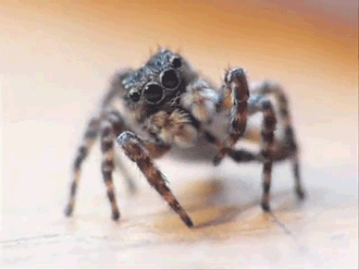 astronomy-to-zoology:  A Jumping Spider (Sitticus pubescens) cleaning itself and being adorable. video source 