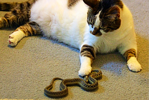 One of the Veterinarians I work with has a cat named Izzie, who has been catching garter snakes outs