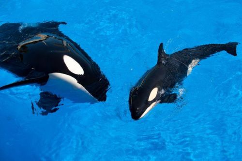 Gender: MalePod: N/APlace of Capture: Born at SeaWorld of FloridaDate of Capture: Born October 9, 20