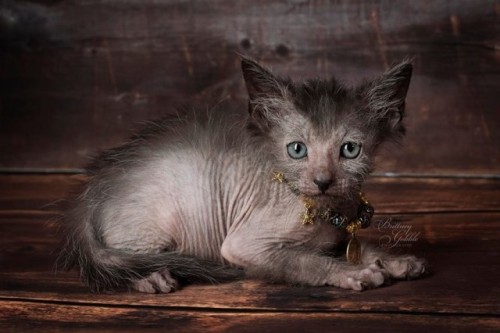 zooophagous: ainawgsd: Lykoi The Lykoi, also called the Werewolf cat, is a natural mutation from a d