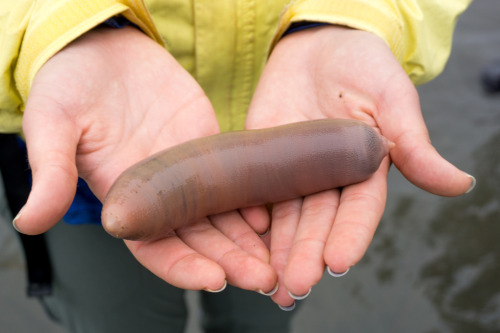 onenicebugperday: Fat innkeeper worm, Urechis caupo, Urechidae, Polycheata, AnnelidaThe fat inn