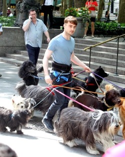 crowley-for-king:  monicalewinsky1996:  GOD  wtf is happening in this picture…why does Daniel Radcliffe has so many dogs?  Are they his dogs?  Has he started a dog walking company?  If so, why?  Did he spend all his Harry Potter money?  If yes,
