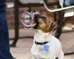 sassysou:  The bubble has the CRONCH 