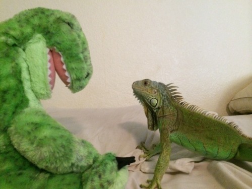 kaijutegu:  pajaaamas: Mooch meets a build a bear spinosaurus kiss kiss fall in love