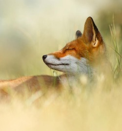 beautiful-wildlife:The Sleeping Beauty by Roeselien Raimond &lt;3