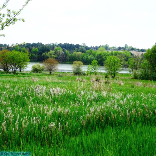 #scenery#green grass#trees#nature#lake view#Kpuff creations#my picture
