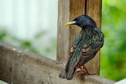 chocolateismynemesis: ainawgsd:  The common starling (Sturnus vulgaris), also known as the European 