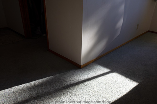 Time for a cat nap on Dec 31. https://www.lovethatimage.com/blog/2021/12/if-i-were-a-cat/ #shadows #winter in seattle #new year