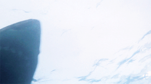 kane52630:Jaws (1975) | dir. Steven Spielberg
