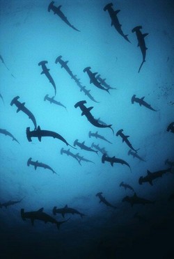 designfitnaturesexbook:  Hammerheas sharks