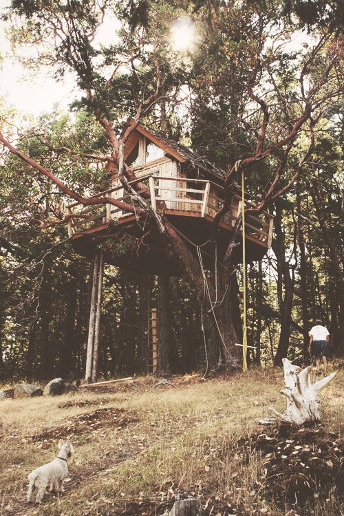 alicesadventuresintherye:  alicesadventuresintherye:  Forever obsessed with tree houses.  Still forever obsessed with tree houses. 