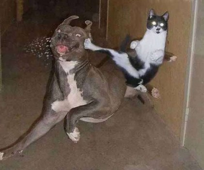 Dogs Who Have a Strong And Irrational Fear of Cats (PHOTOS)
