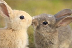 Bunny kisses. Too cute. en We Heart It. http://weheartit.com/entry/68941831/via/karina_marin