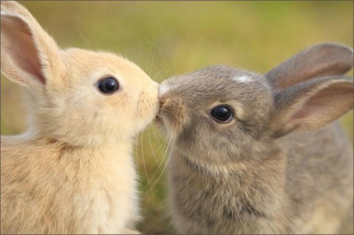 Bunny kisses. Too cute. en We Heart It. http://weheartit.com/entry/68941831/via/karina_marin