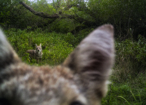 trailcam:09.09.12_18.44 Curious Coyote William Harper 