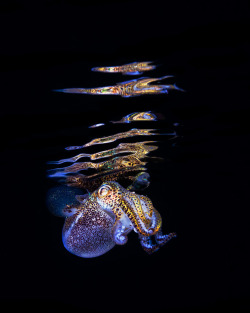 mererecorder:   staceythinx: Underwater photographer