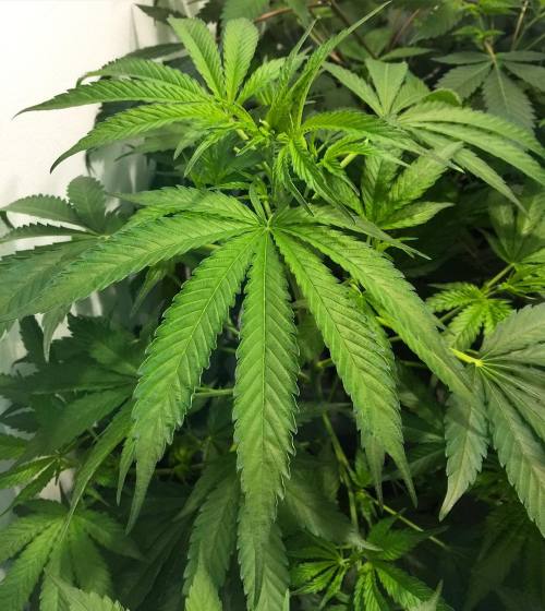 weedporndaily:  This 9 fingered lady is waiting patiently to join the #GardenOfFlavors. We flowered her once just to see the potential. Huge producer. 💪🏻 Most unique 🍊 #OrangeTerps 🍊 I’ve had by @_thebhoys
