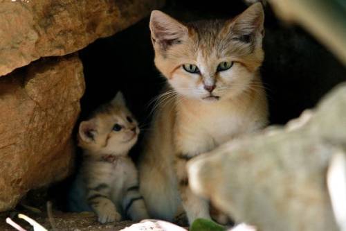 justcatposts:A Sand cat and her mini meow. Cute but tough survivors (Source)