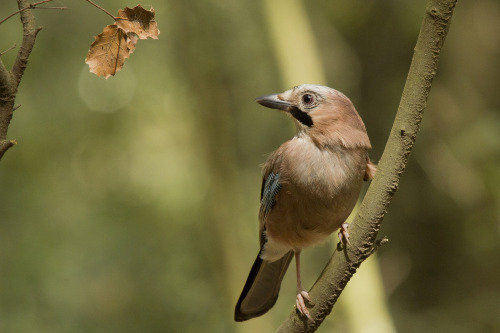 Eurasian Jay (Garrulus glandarius) &gt;&gt;by Daniele Lorrai