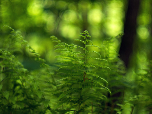 Fern WorldMinolta MD Rokkor 50mm f/1.4 Olympus E-M1 Mark 2