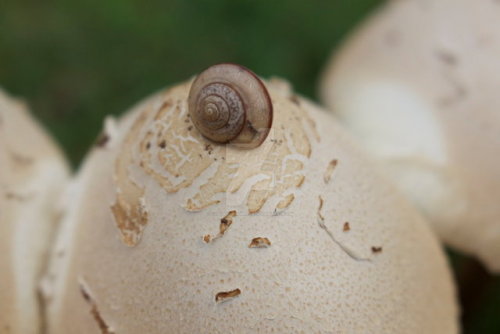 A cute little snail on a mushroom, how much more wholesome can this picture get?Find me on Facebook 