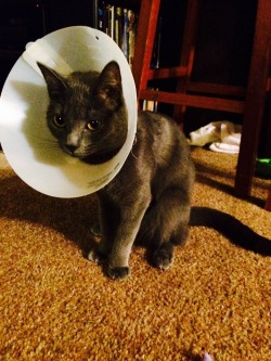 eternallytwisted:  Poor kitty has to wear a cone 😿