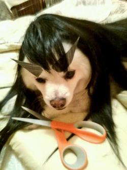 fwips:  my dog cosplaying from Kill la Kill