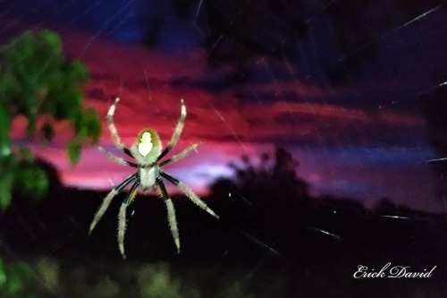 Cazadora Me encontré a esta chica está mañana, 29 de agosto, rumbo al parquecito donde hago ejercici