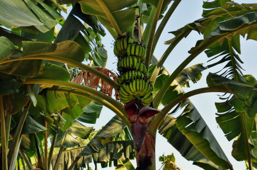 tropic-havens:  India - Karnataka - Hampi - Banana Plantagen A banana is an edible fruit, botanicall