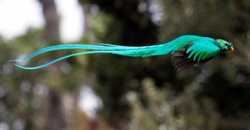 wapiti3:The resplendent quetzal /ketSAHL/ (Pharomachrus mocinno) is a bird in the trogon family. It 