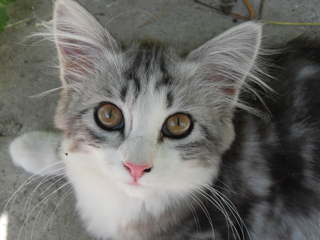 Killer Cat