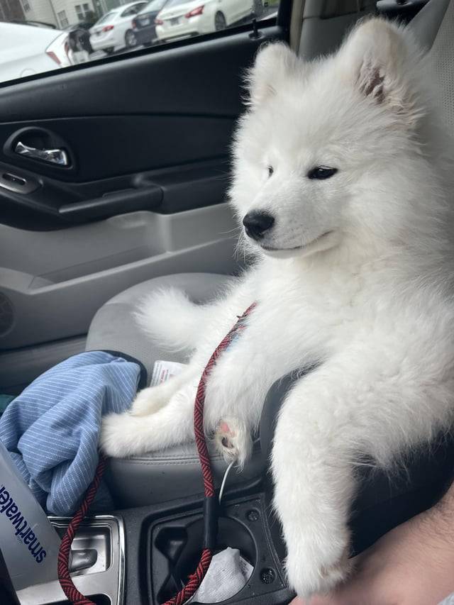 He posed like this on his own when I told him he couldn’t sit in my lap.