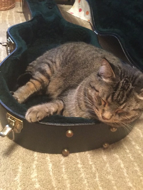 catsuggest: He loves sleeping in the guitar case