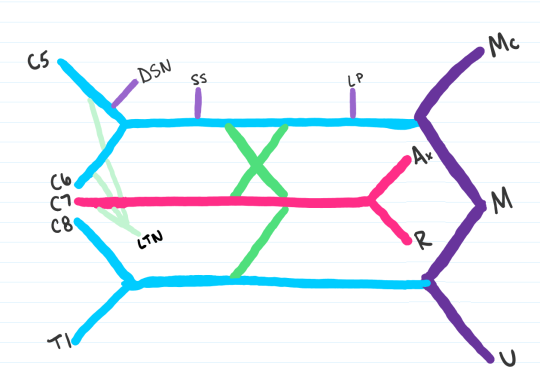 Medschoolmanic Presents: Brachial Plexus Made Easy!