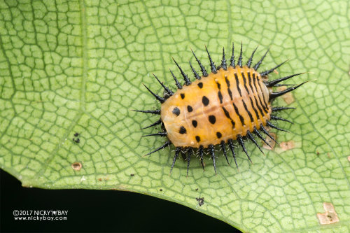 onenicebugperday:Spotted tortoise beetle larva, Aspidimorpha cf. miliaris, SingaporePhotos byNi