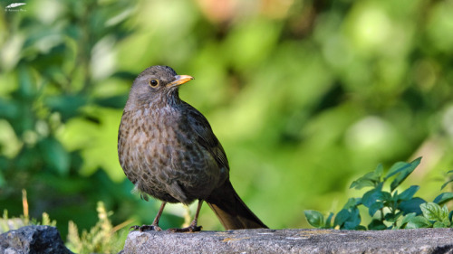 Blackbird - Melro-preto (Turdus merula): femaleCruz Quebrada/Portugal (10/05/2022)[NIkon D500; AF-S 