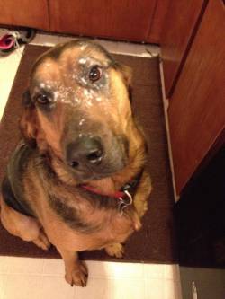 awwww-cute:  I was brushing flour off of the counter and didn’t realize he was watching me cook 