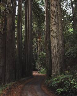 teeeene:  twolaneswide:  “The redwoods,