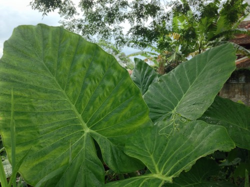 yayplants: they’re growing back!!